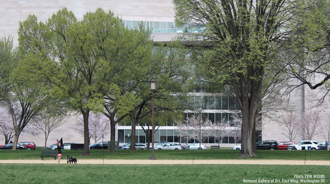 National Gallery of Art in Washington DC in Spring with Cherry Blossoms