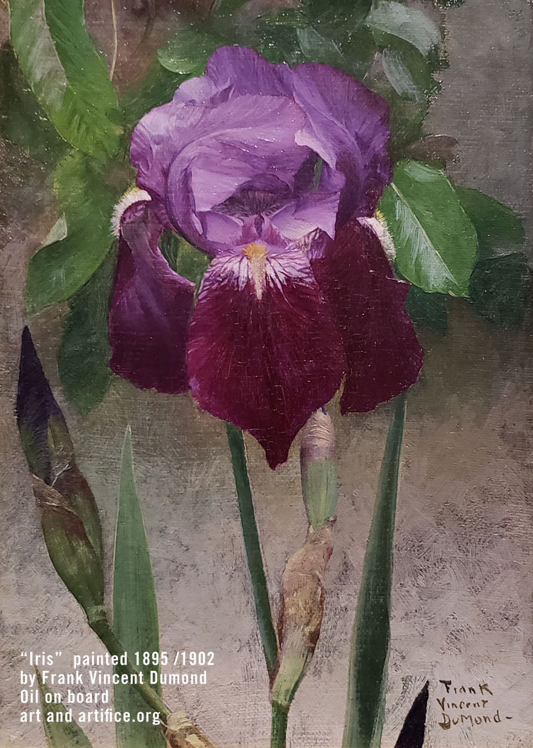 Detail - Iris painted by Frank Vincent Dumond